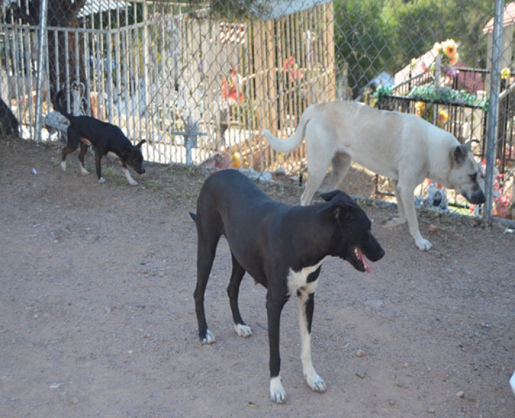 Sobrepoblación de perros y gatos en Nogales; ¿qué se hace para controlarla?